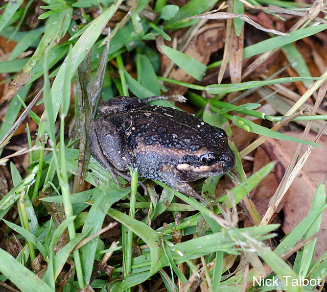 Banjo ("Pobblebonk") Frog