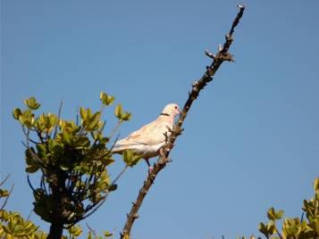 Barbary Dove by Michael Norris