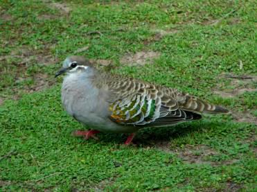 Common Bronzewing by Andrew McCutcheon