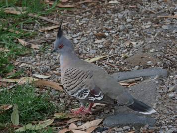 Crested Pigeon by Andrew McCutcheon