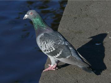 Rock Dove by Andrew McCutcheon