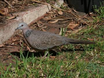 Spotted Turtledove by Andrew McCutcheon