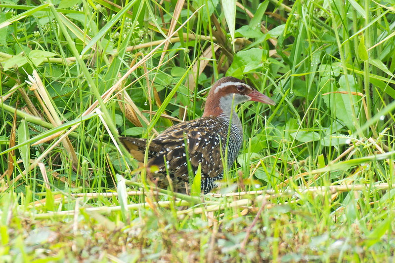 Buff-banded Rail Buff-banded Rail