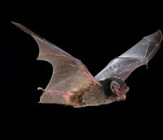 Gould's Wattled Bat (Chalinolobus Gouldii) - Michael Pennay