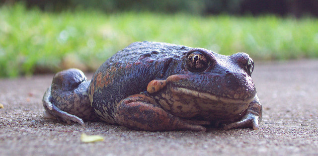 Eastern Banjo Frog (Pobblebonk)