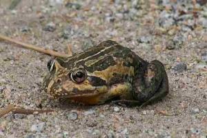 Striped Marsh Frog by John Chapman