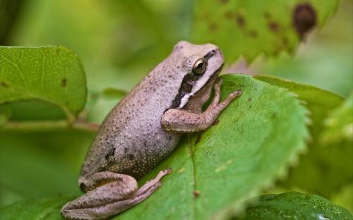 Southern Brown Tree Frog 