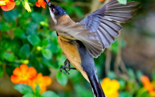 Eastern Spinebill