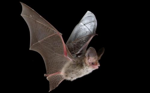 Lesser Long-eared Bat, Nyctophilus geoffroyi