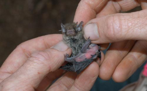 Little Forest Bat, Vespadelus vulturnus, with pup