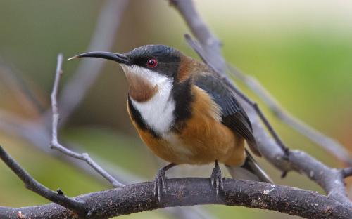 Eastern Spinebill