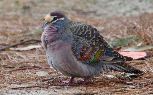 Common Bronzewing