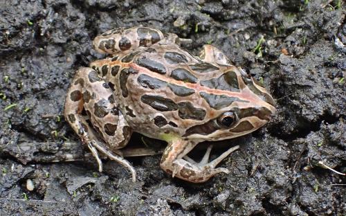 Spotted Marsh Frog