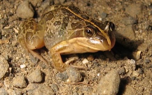 Spotted Marsh Frog