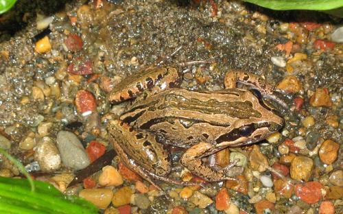 Striped Marsh Frog