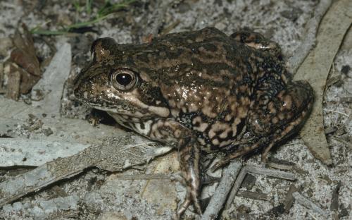 what do eastern banjo frogs eat what do eastern banjo frogs eat