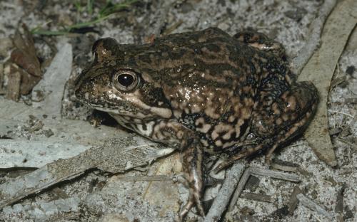 Eastern Banjo Frog, Limnodynastes dumerilii