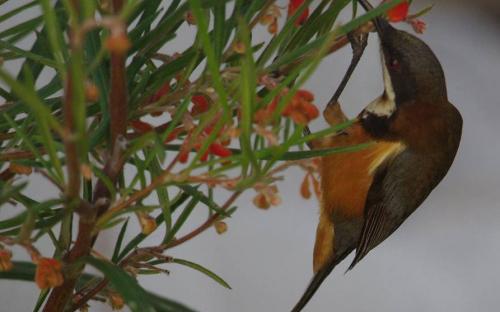 Eastern Spinebill