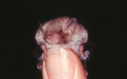 Little Forest Bat, Vespadelus vulturnus