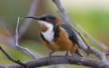 Eastern Spinebill