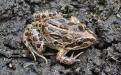 Spotted Marsh Frog