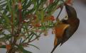 Eastern Spinebill