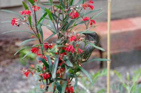 Little Wattlebird