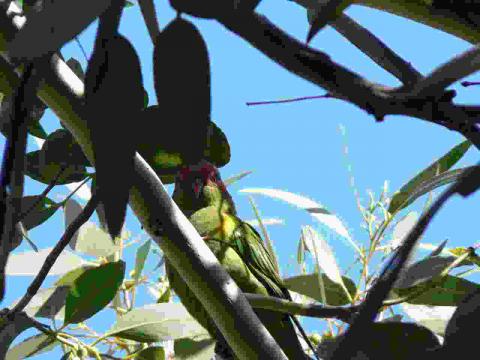 Musk lorikeet